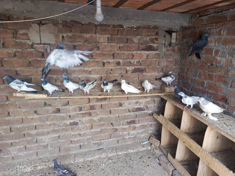 rampuri 2