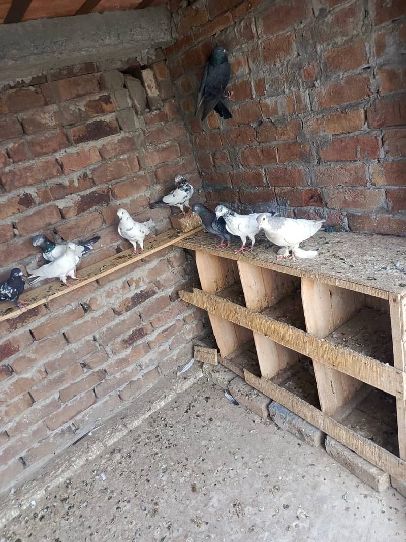 rampuri 3