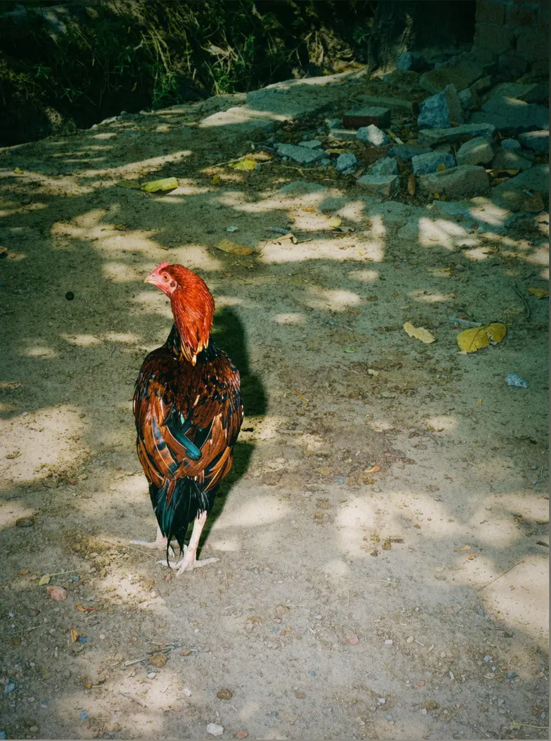 Pure Aseel Chicken Flock for Sale — photo 8