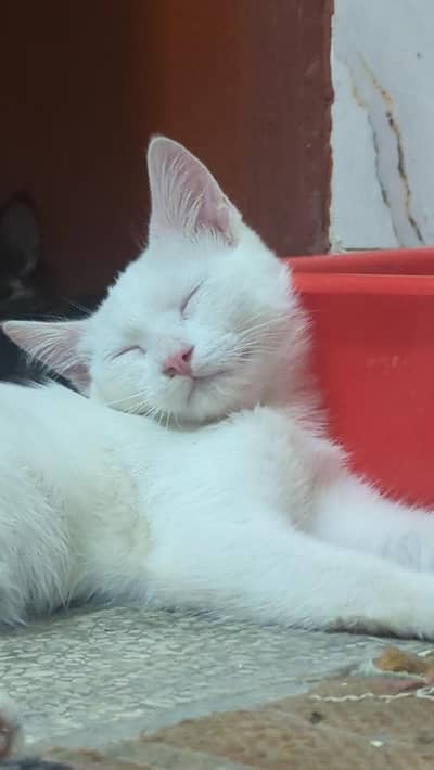 Persian mix kitten 5months old