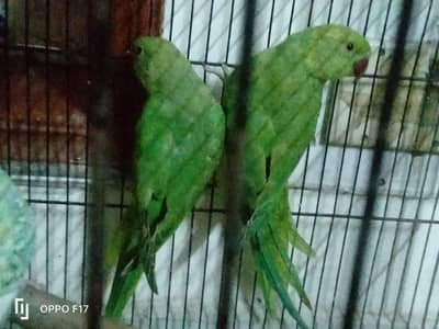 parrot