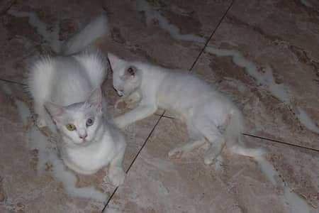 maa or bacha female cats