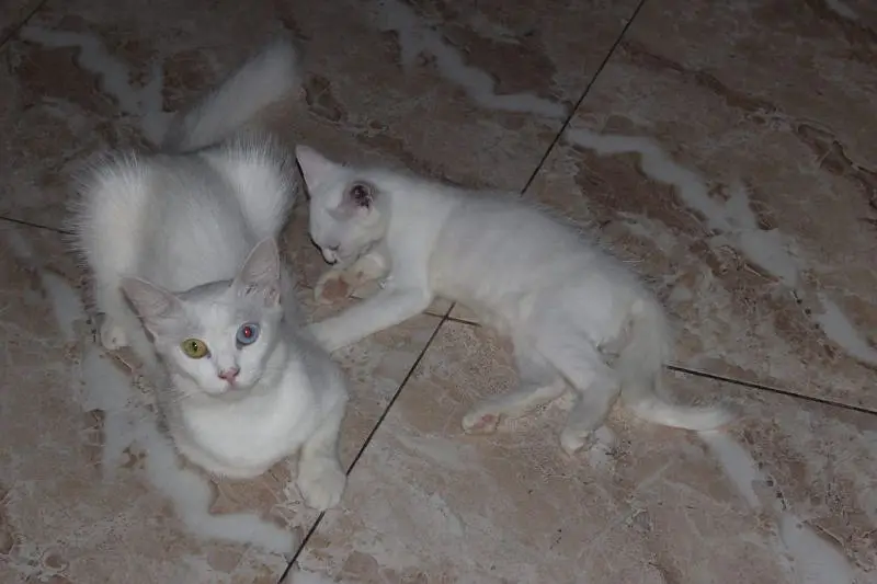 maa or bacha female cats