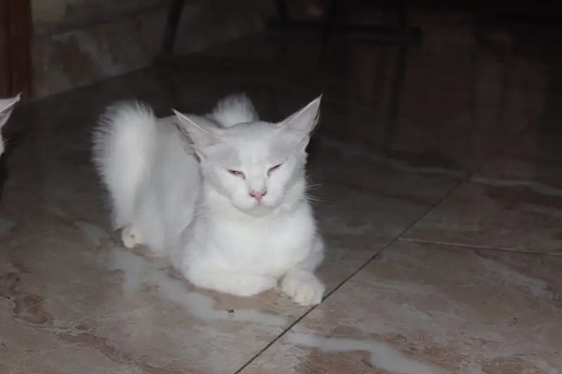 maa or bacha female cats — photo 2