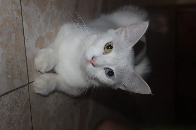 maa or bacha female cats — photo 3