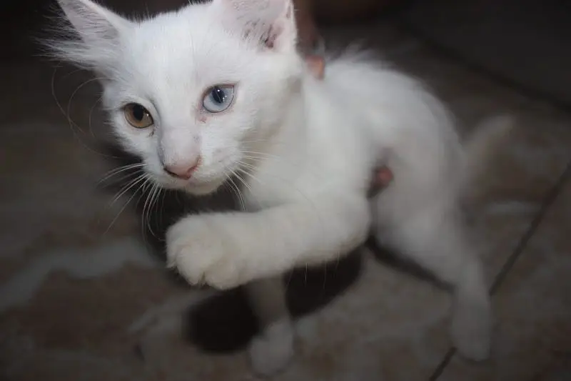 maa or bacha female cats — photo 4
