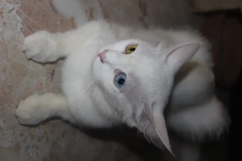 maa or bacha female cats — photo 5