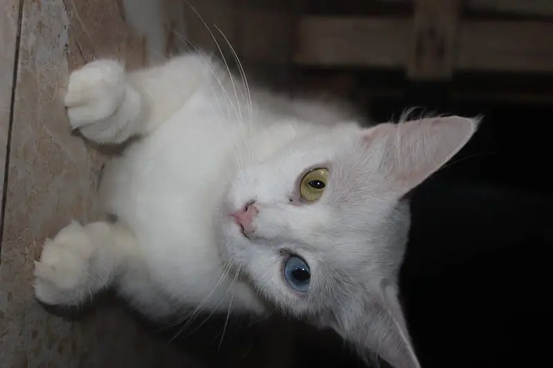 maa or bacha female cats — photo 6