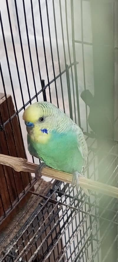 Spangle budgie breader male