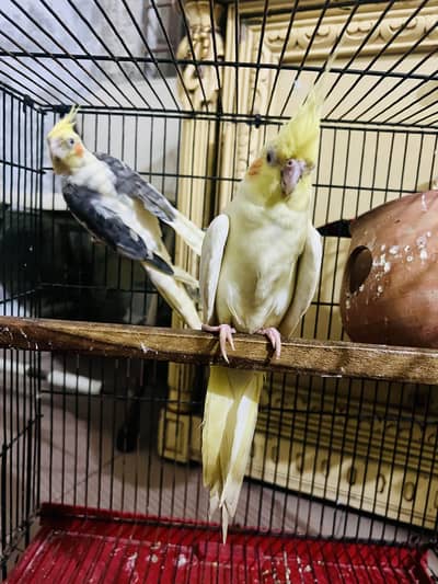Cocktail & Love birds Pair Available