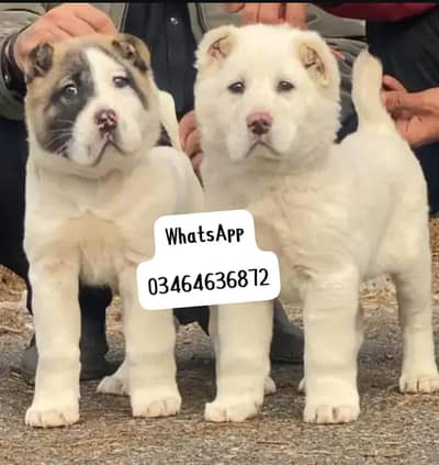 Afghan Kochi dog2 month Age full active delivery all over Pakistan