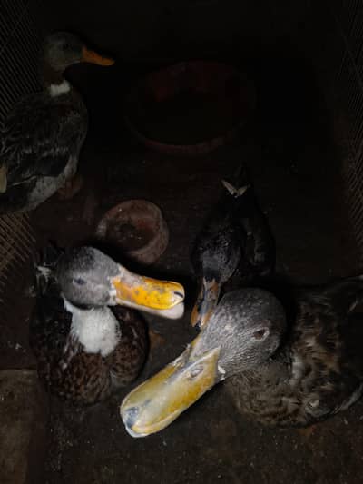 good  Duck