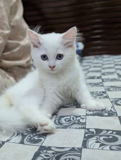 Persina Cat Kittens