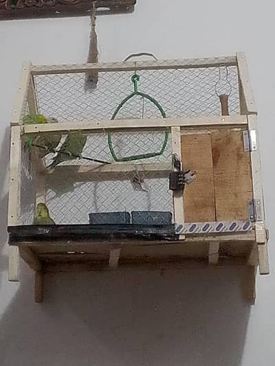 parrots