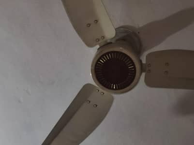 royal fan