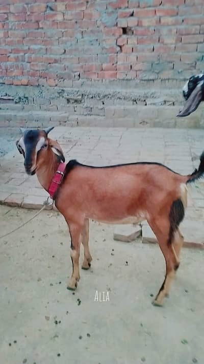 tadi bakra 2027 ki krbani ke liay 03021793980