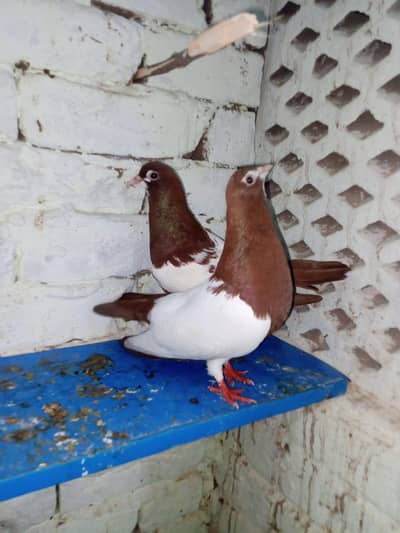 Lal Khal Guldar kalyara breeder pair