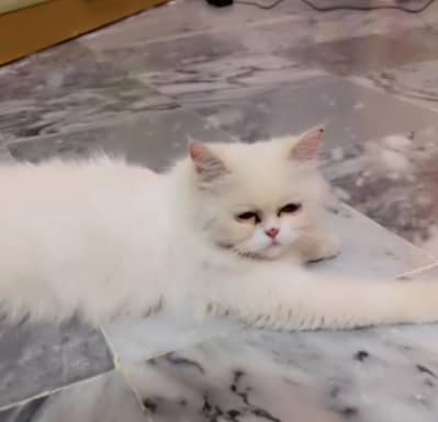 Persian female triple coat