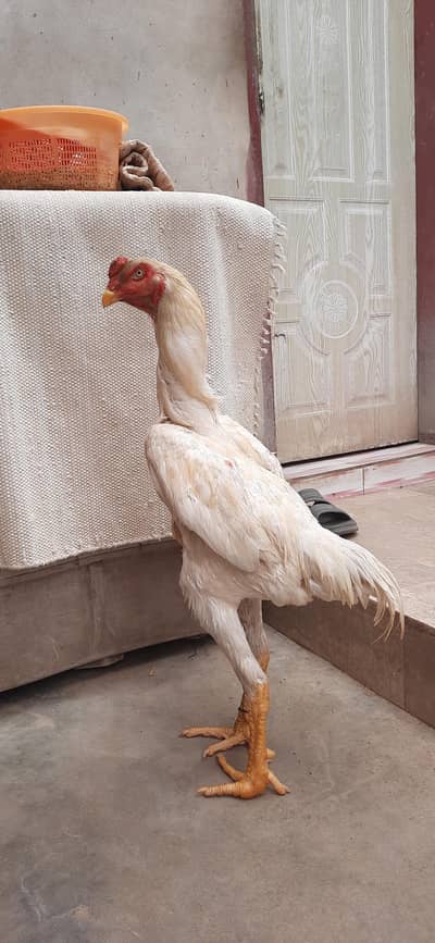 aseel  King  size shamo male  for sale