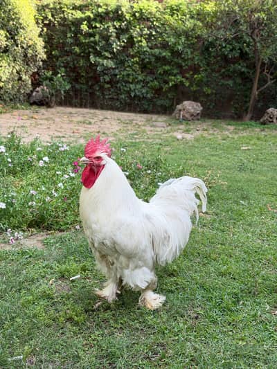 WHITE BUFF GOLDEN BUFF BREEDER PAIR