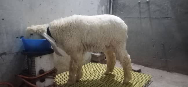 Kajli Female Age 4 months healthy and Active sab Kuch kahty hai