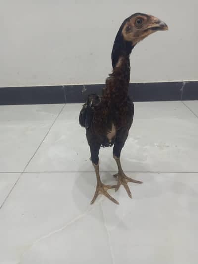 ASEEL CHICKS PAIR PURE