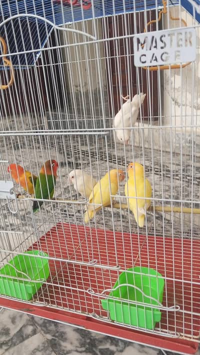 3 Pairs of Love Birds with Cage