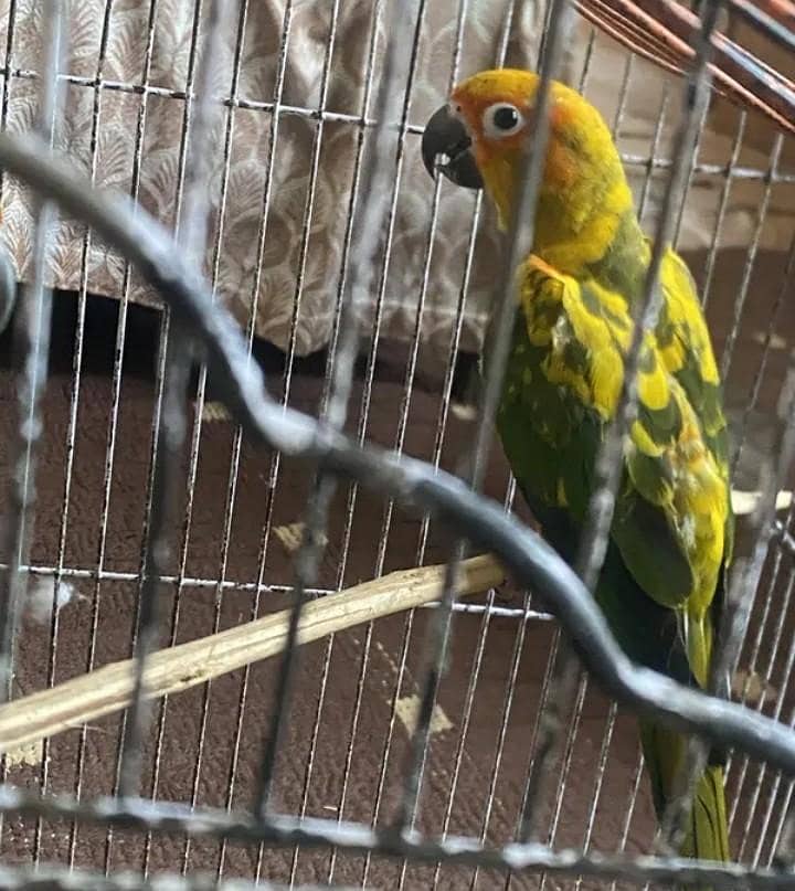 sun conure 0