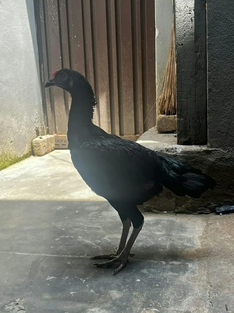 urgent sale . need of money — photo 2