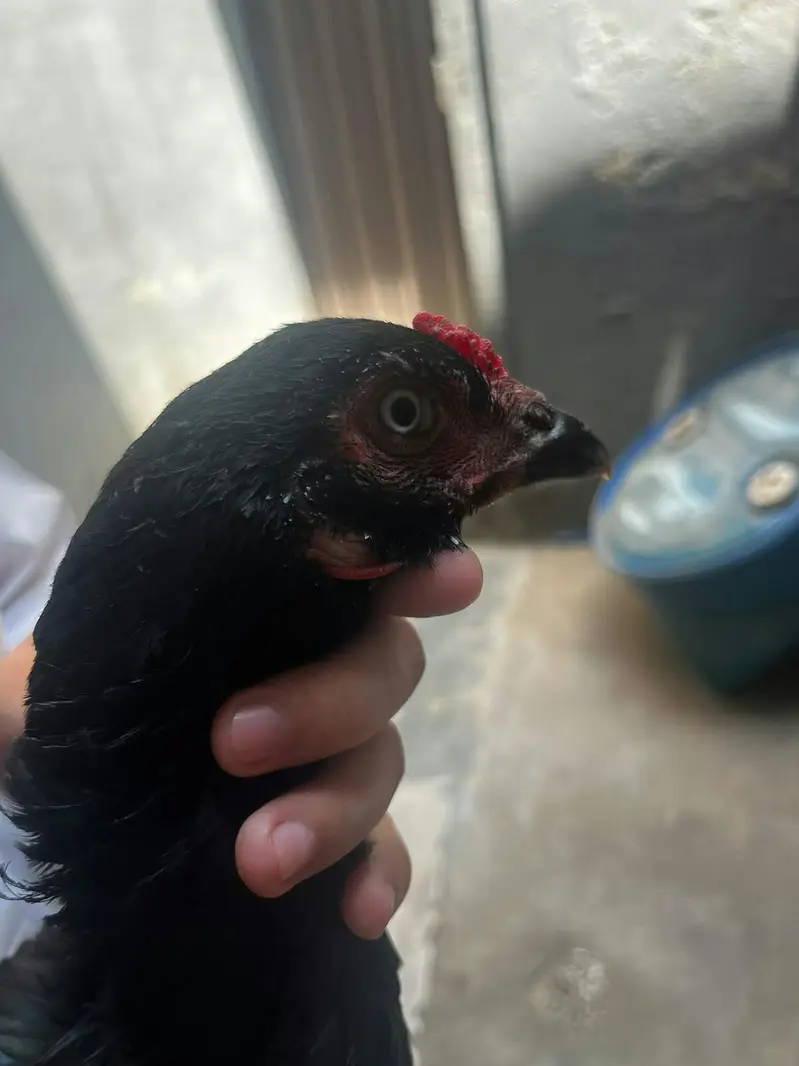 urgent sale . need of money — photo 3