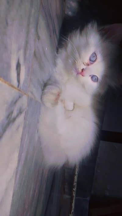 White Grey eyes Kitten