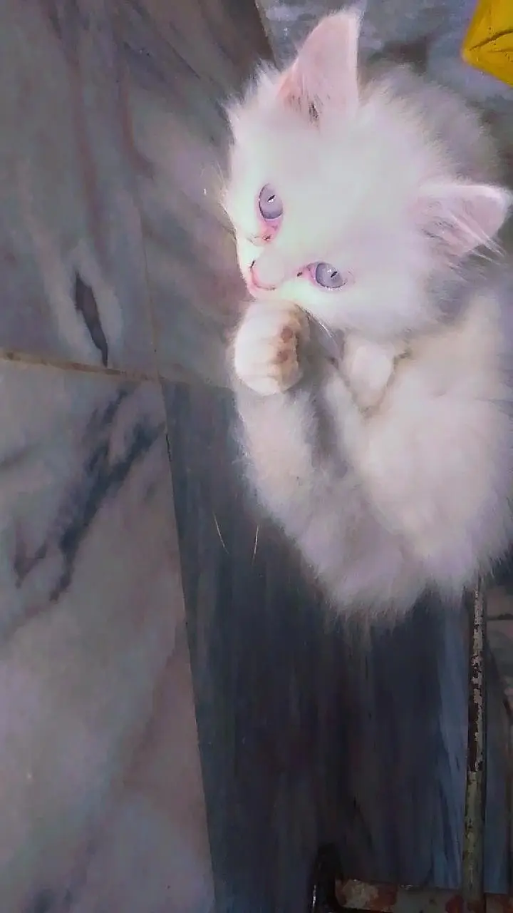 White Grey eyes Kitten — photo 2