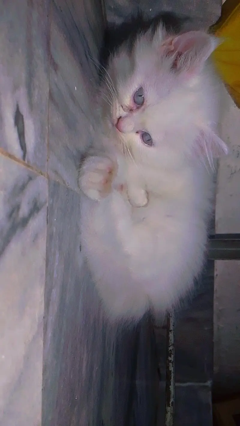 White Grey eyes Kitten — photo 3