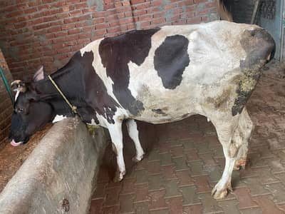 cros cow for sale