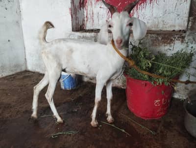 tada bakra
