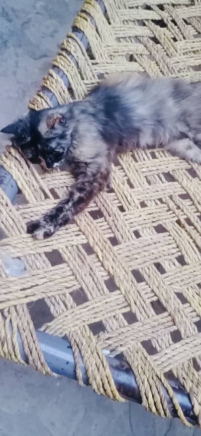 Russian cat