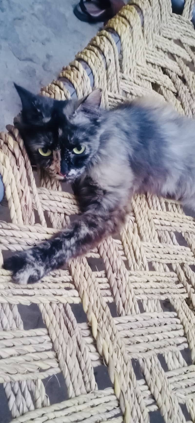 Russian cat 1