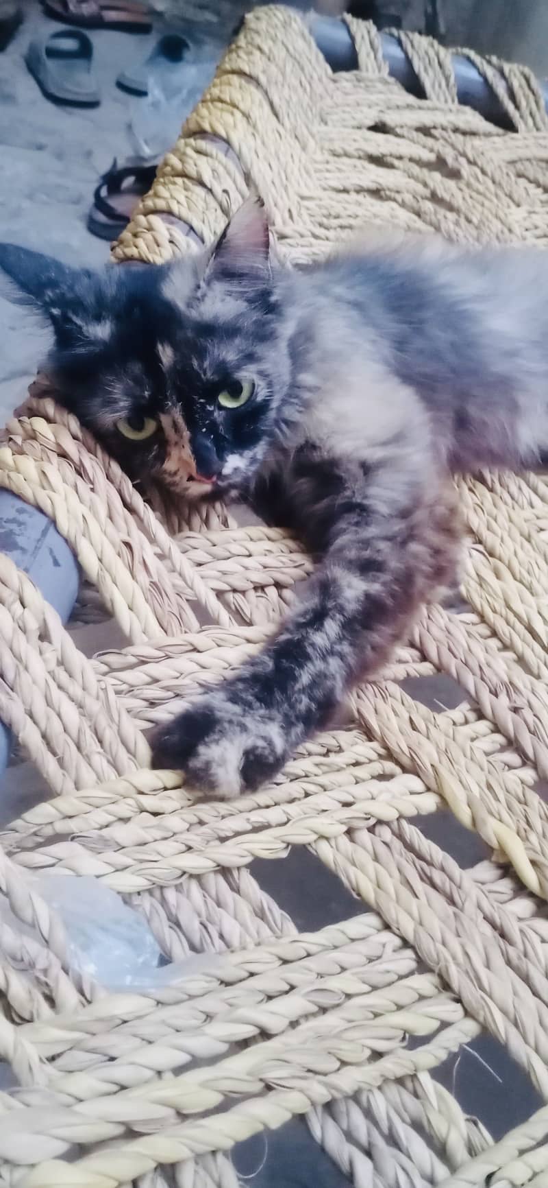 Russian cat 2
