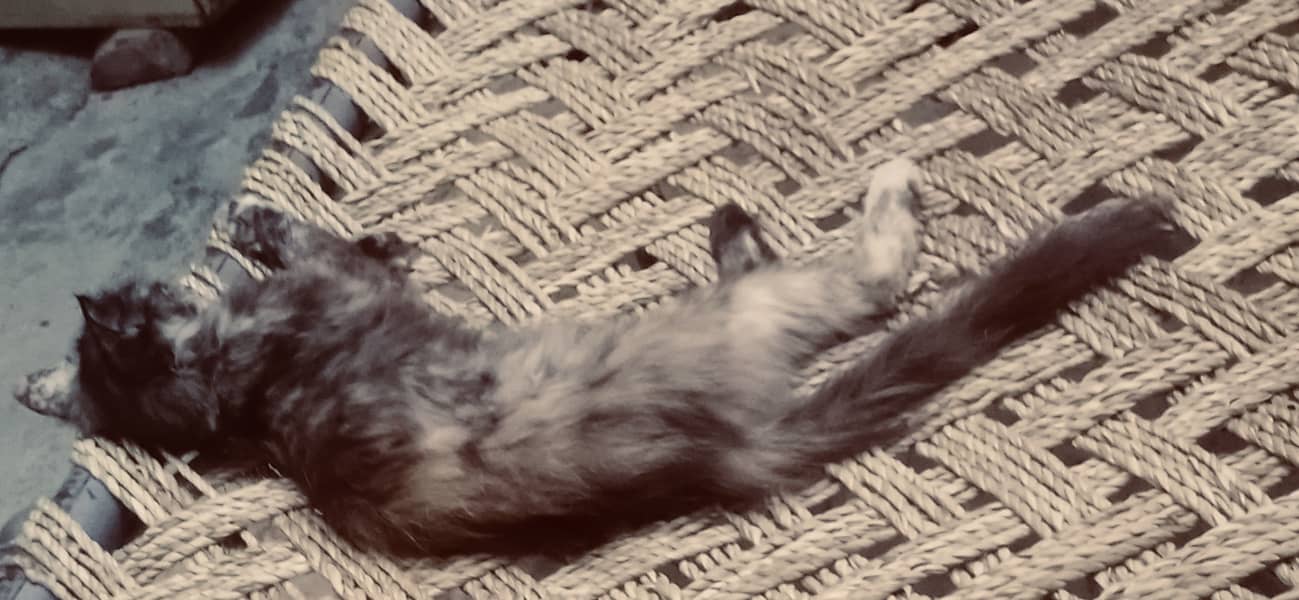Russian cat 3