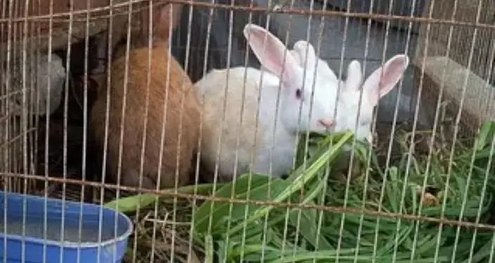 Breeder Rabbits