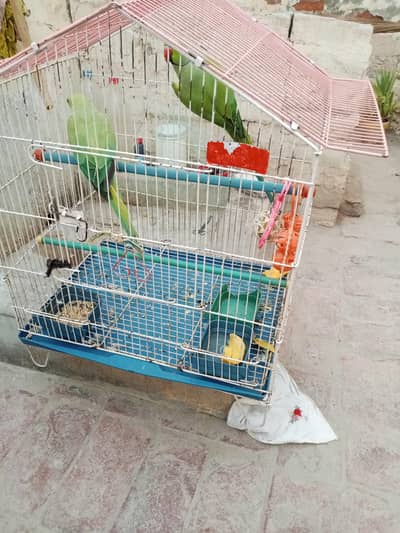 1 mail parrot for sale