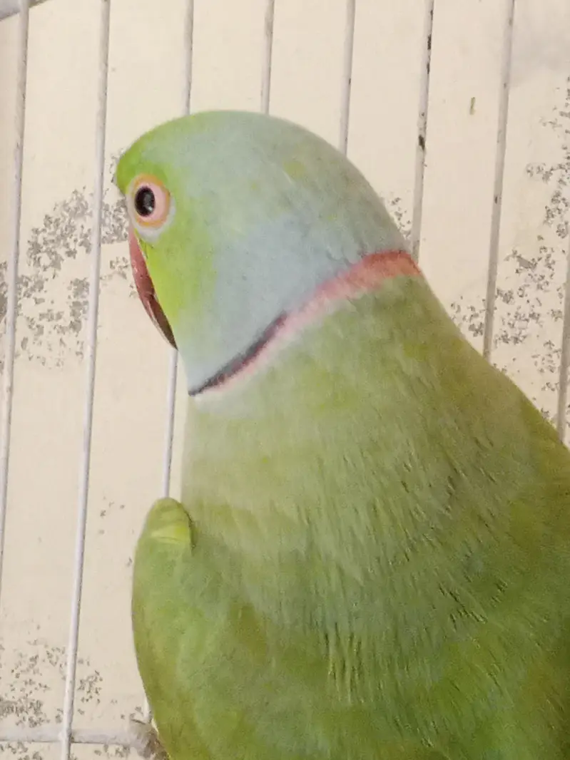 1 mail parrot for sale — photo 2