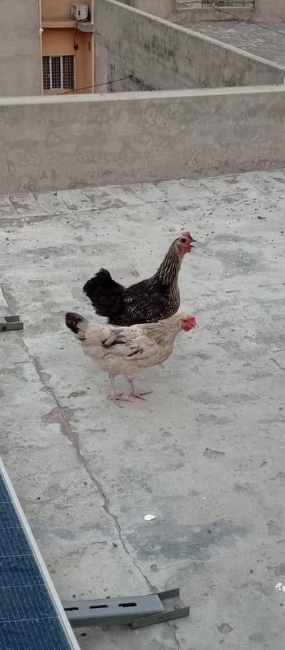 desi hen set