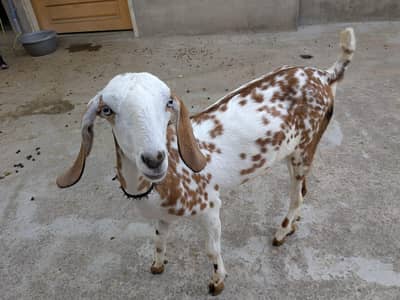 goat for sale