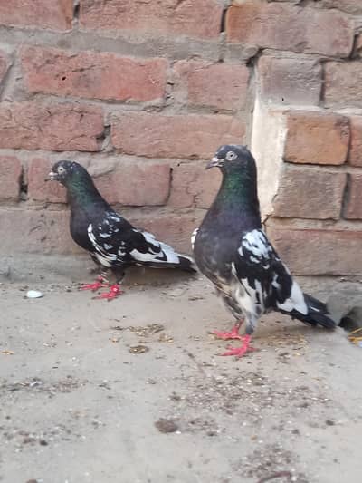 pure rampuri pair for sale