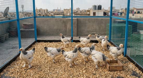 Light & Blue Columbian Brahma Chicks (2 Months Old)