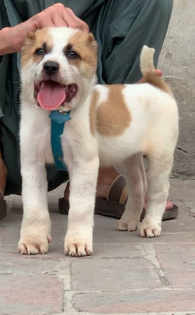 Afghan kochi dog male 2 month for sale security dog available