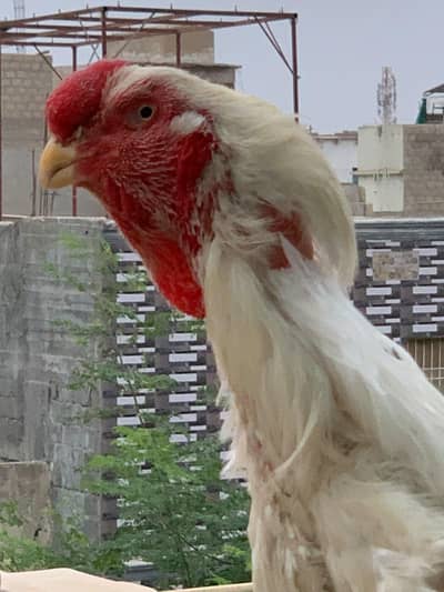 Qandhari Aseel Male breeder