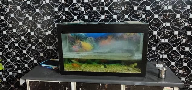 6 fish