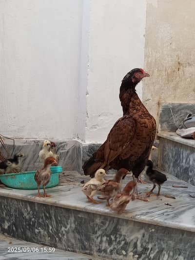 3 breeder madiyan 1 patha 1 pathi (homebreed)